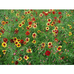 Coreopsis tinctoria - Coréopsis des teinturiers - BIO