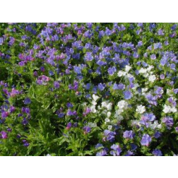 Echium plantagineum, Vipérine faux-plantain