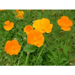 Eschscholzia californica - Pavot de Californie - Orange - BIO