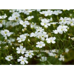 Gypsophila elegans, Gypsophile élégante blanche