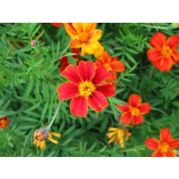 Tagetes patula, Tagète sauvage