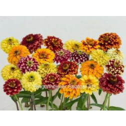 Zinnia angustifolia - Zinnia du Mexique - BIODYNAMIQUE