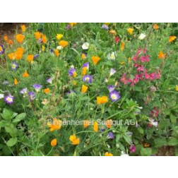 Mélange de fleurs estivales - Beauté estivale - 100 g - pour 200 m² - BIODYNAMIQUE