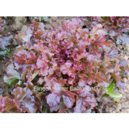 Laitue à couper, Red Salad Bowl (red/green)