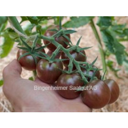 Tomate cerise - Black Cherry - BIODYNAMIQUE
