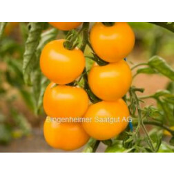Tomate - Goldene Königin - BIODYNAMIQUE