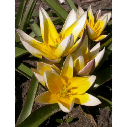 Tulipe botanique - Tulipa tarda - par 10 bulbes - BIO
