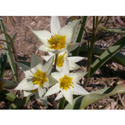 Tulipe botanique - Tulipa Turkestanica - 10 bulbes - BIO
