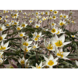 Tulipe, Tulipa turkestanica
