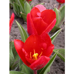 Tulipe, Showwinner