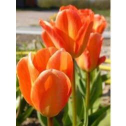 Tulipe, Orange Emperor - 10 bulbes