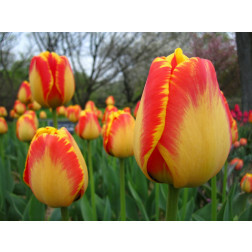Tulipe Banja Luka - 10 bulbes