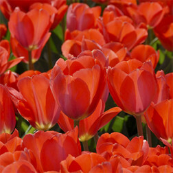 Tulipe, Oranje van Eijk - 10 bulbes