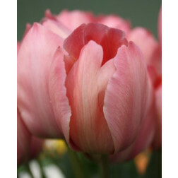 Tulipe Mystic Van Eijk - 10 bulbes