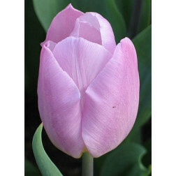 Tulipe Candy Prince - 10 bulbes