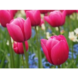 Tulipe Christmas Dream - 10 bulbes