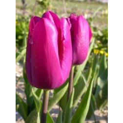 Tulipe Purple Prince - 10 bulbes - BIO