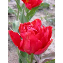 Tulipe, Abba - 10 bulbes