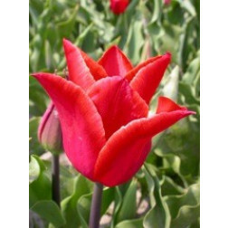 Tulipe Lilystar - 10 bulbes