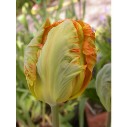 Tulipe, Professor Röntgen