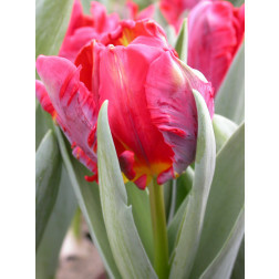 Tulipe Rococo - 10 bulbes