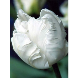 Tulipe - White Rebel - 10 bulbes - BIO