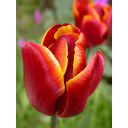 Tulipe, Abu Hassan