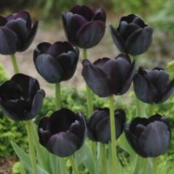 Tulipe Black Jack - 10 bulbes