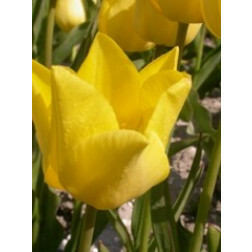 Tulipe Friendschip - 10 bulbes