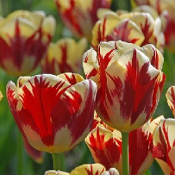 Tulipe Grand Perfection - 10 bulbes