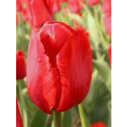 Tulipe Ile de France - 10 bulbes