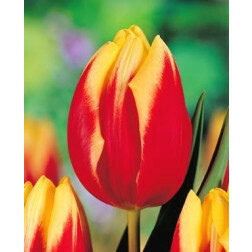 Tulipe Jan Seignette - 10 bulbes - BIO