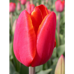 Tulipe Laura Fygi - 10 bulbes