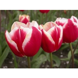 Tulipe, Leen van der Mark - 10 bulbes