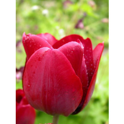 Tulipe, Pedro - 10 bulbes