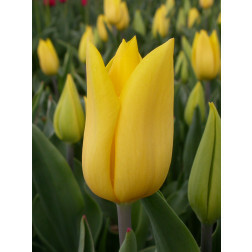 Tulipe - Strong Gold - 10 bulbes - BIO