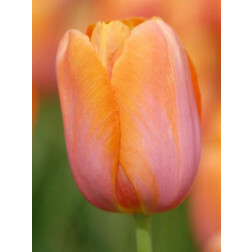 Tulipe, Dordogne