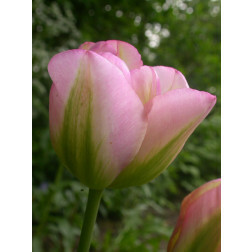 Tulipe Groenland - 10 bulbes