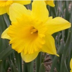 Narcisse Dutch Master - 10 bulbes
