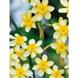 Narcisse New Baby - 10 bulbes