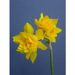 Narcisse Double Campernelle - 10 bulbes