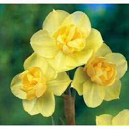 Narcisse - Yellow cheerfulness - 10 bulbes - BIO