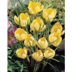 Crocus - Romance - 10 bulbes - BIO