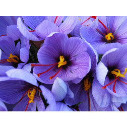 Crocus safran - Crocus sativus - 10 bulbes - BIO