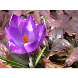 Crocus - Flower Record - 25 bulbes - BIO