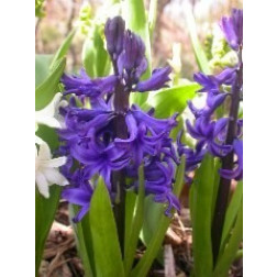 Jacinthe Blue Pearl - 3 bulbes