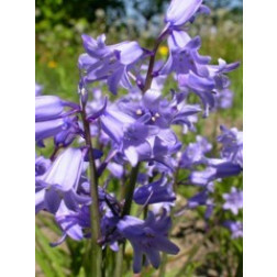 Jacinthe des bois bleue - Hyacinthoides hispanica - 10 bulbes - BIO