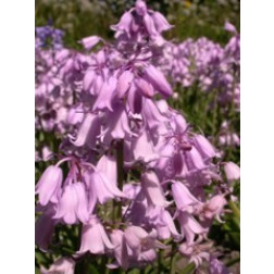 Jacinthe des bois - rose, Hyacinthoides hispanica - 10 bulbes