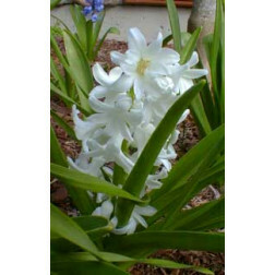 Jacinthe - White Pearl - BIO - 10 bulbes