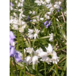 Jacinthe des bois - blanche, Hyacinthoides hispanica